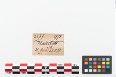 Etikett zu Eisengriffangelmesser (NHMW-PRAE-002277)